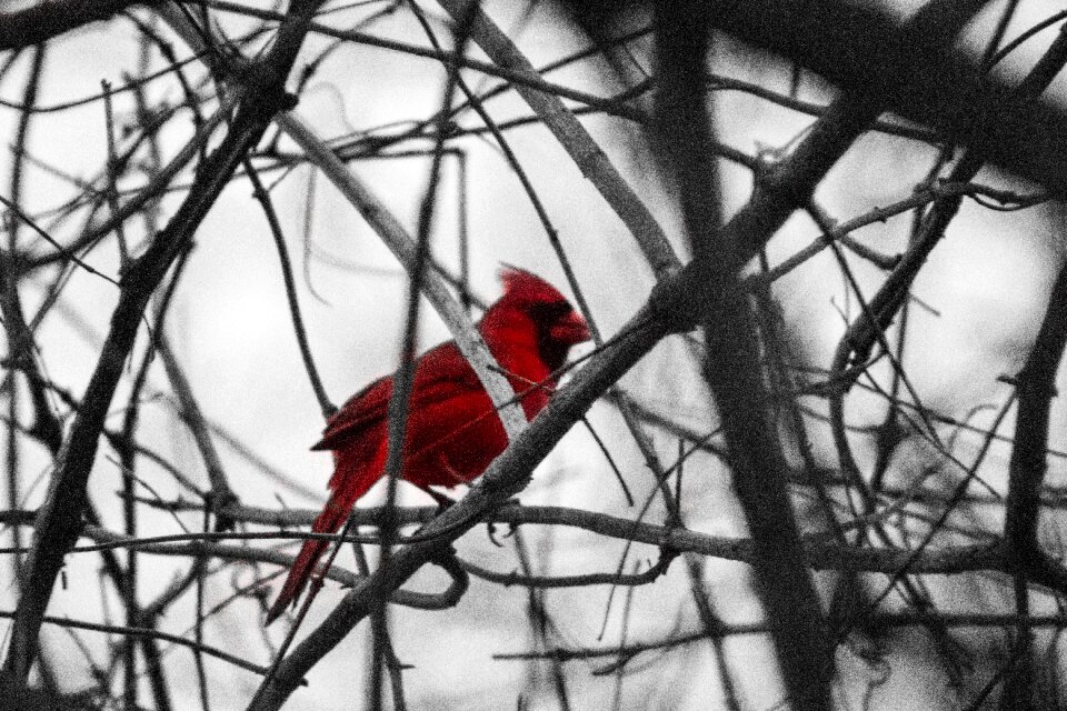 Free stock photo of canon, nature, trees