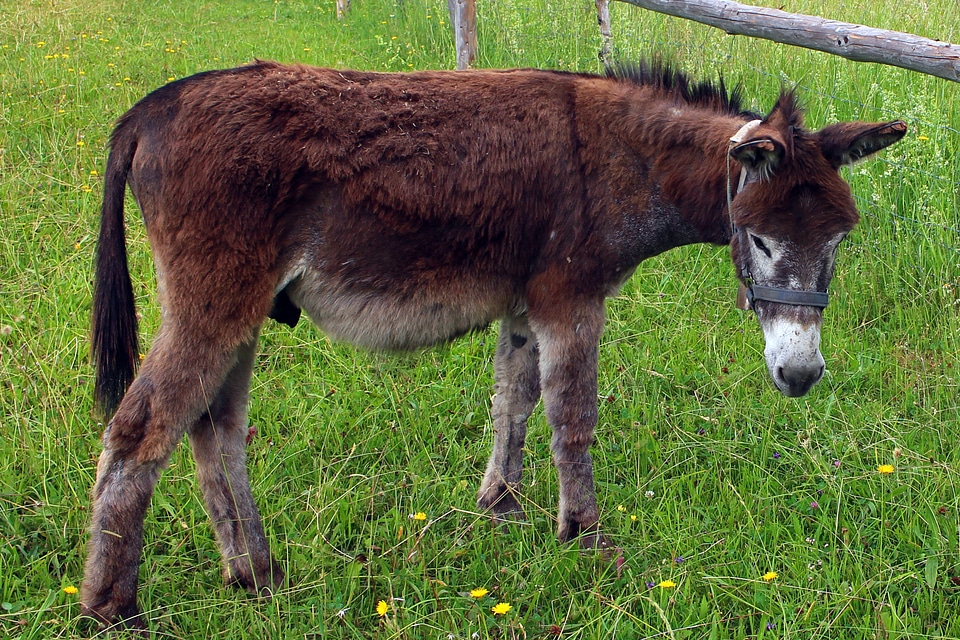 Meadow pasture animals