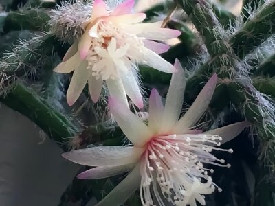 Free stock photo of cactus, flowers photo