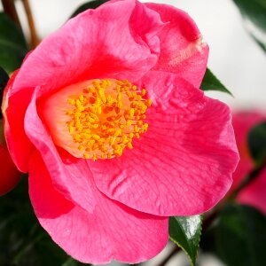 Free stock photo of camellia, square photo