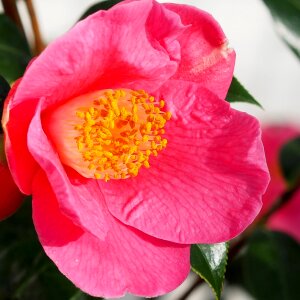 Free stock photo of camellia, square