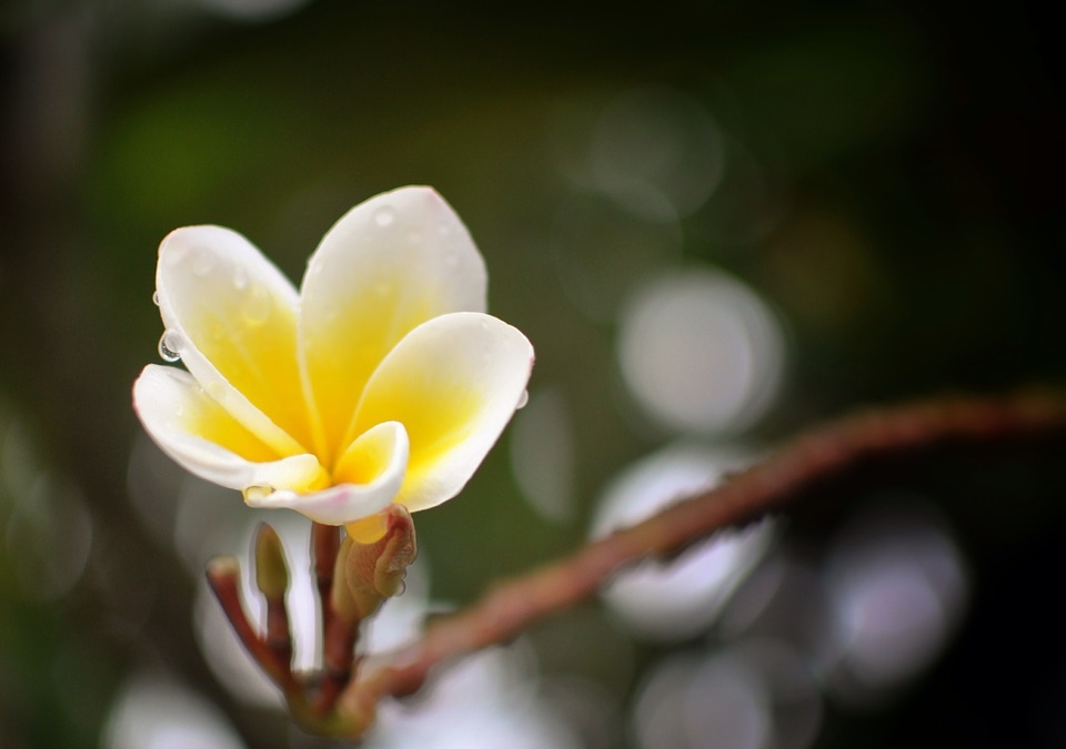 Blossom bloom petal