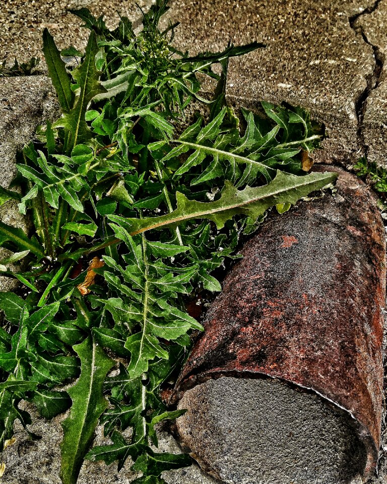 Free stock photo of curb, drainpipe, sidewalk