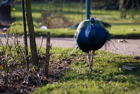 Free stock photo of animal, france, nancy