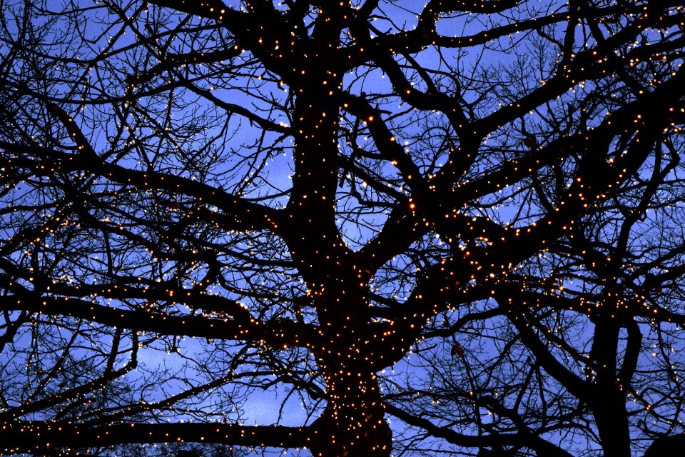 Free stock photo of lights, nature, tree