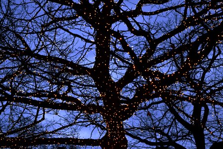 Free stock photo of lights, nature, tree photo