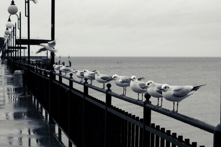 Free stock photo of pier, row, sea photo