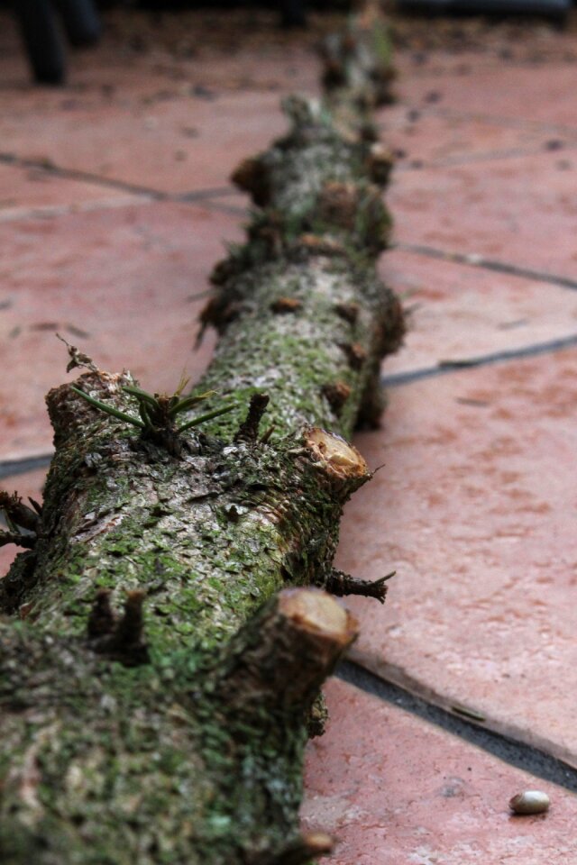 Free stock photo of cold, cut, tree