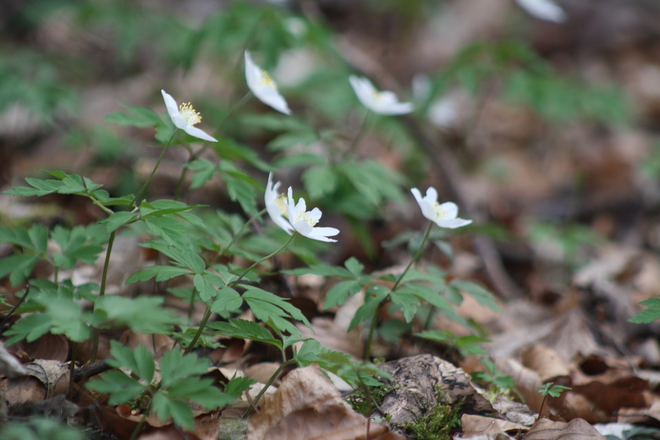 Flowers close up forest floor