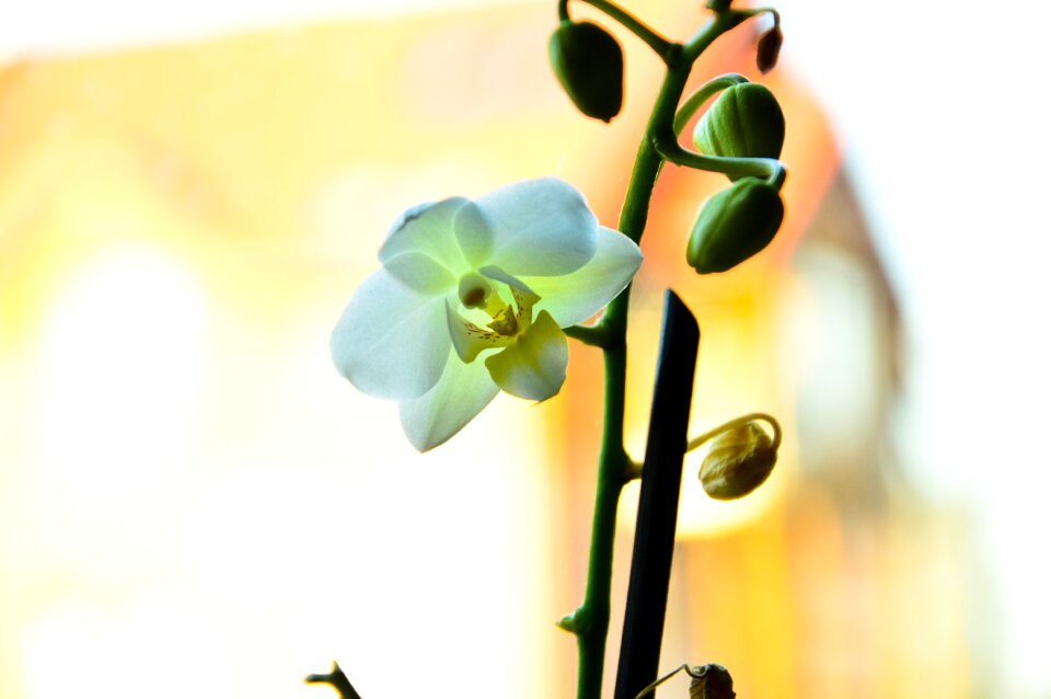 Free stock photo from Tookapic