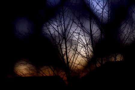 Free stock photo of branches, sky, sunset