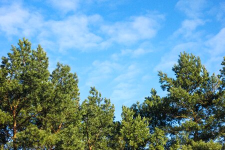 Free stock photo of branches, clouds, conifers