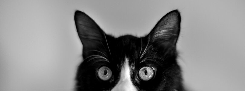 Free stock photo from Tookapic