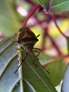 Bug bush heteroptera