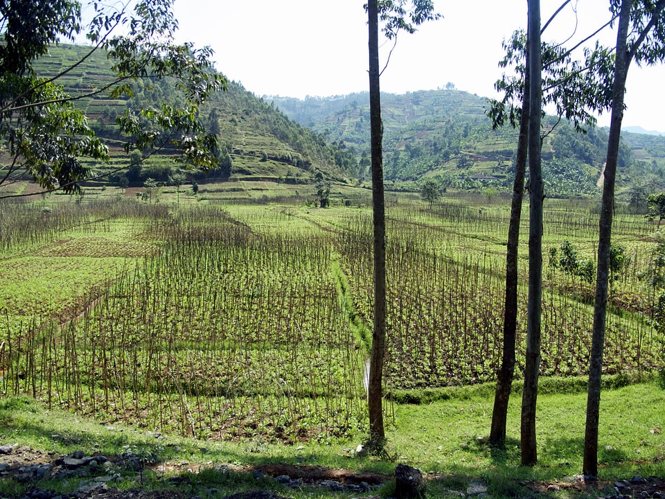 Fields agriculture mountains