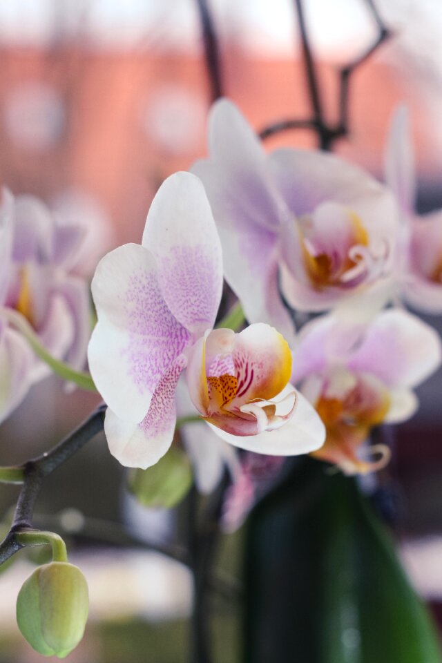 Free stock photo of flowers, white