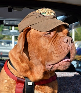 Bordeaux dog canine domestic
