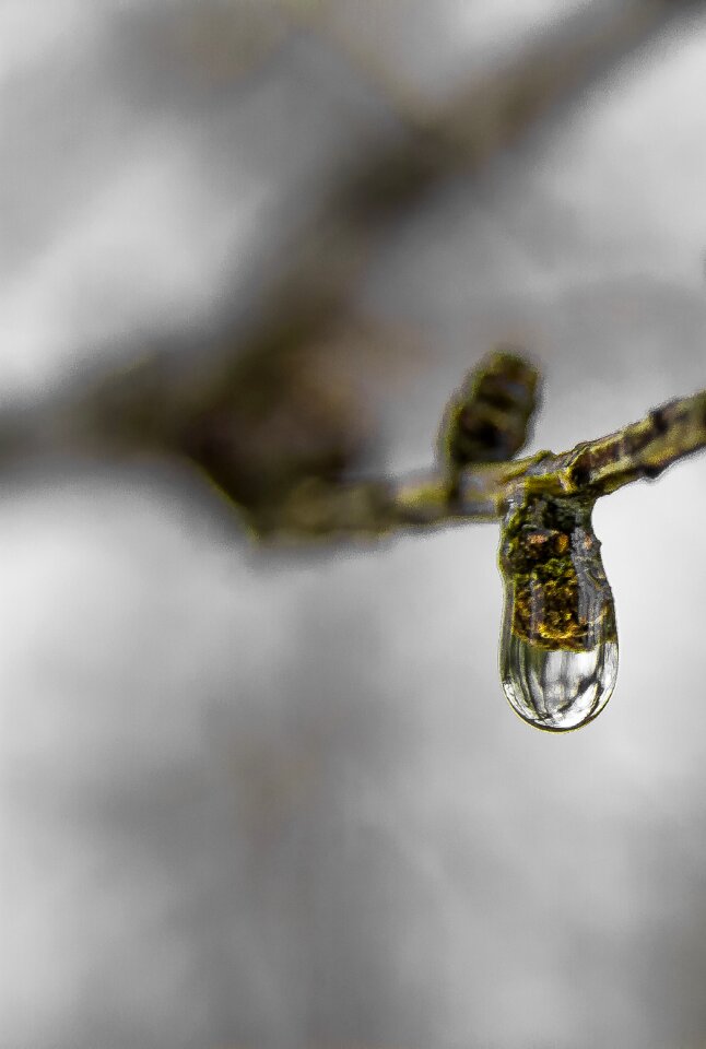 Free stock photo of drop, larch, rain