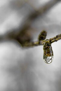 Free stock photo of drop, larch, rain photo