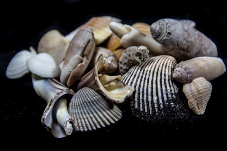 Free stock photo of black, shells photo