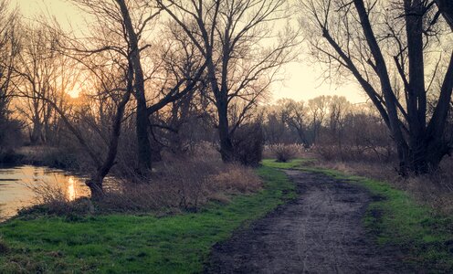 Free stock photo of branch, dawn, daylight photo