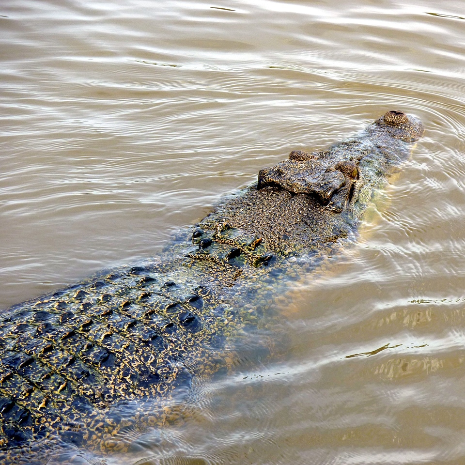 Wildlife reptile predator
