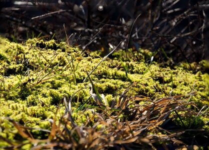 Free stock photo of green, macro photo