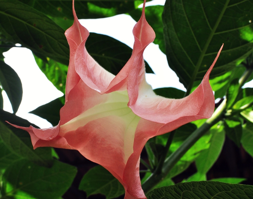 Natural blossom bloom
