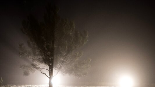 Free stock photo of foog, nature, night