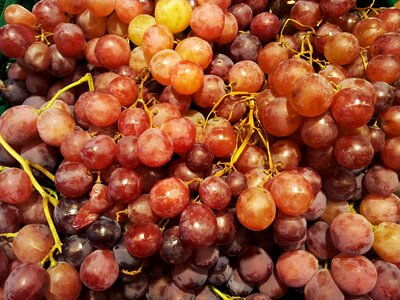 Free stock photo of food, fruits, grapes photo