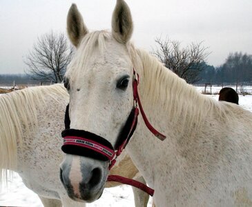 Free stock photo of animal, hors