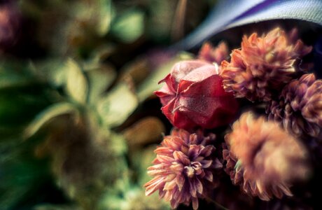 Free stock photo of flower, macro photo