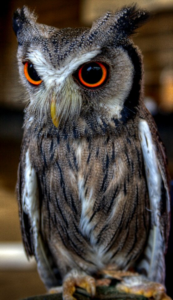 Free stock photo of eyes, feathers, owl