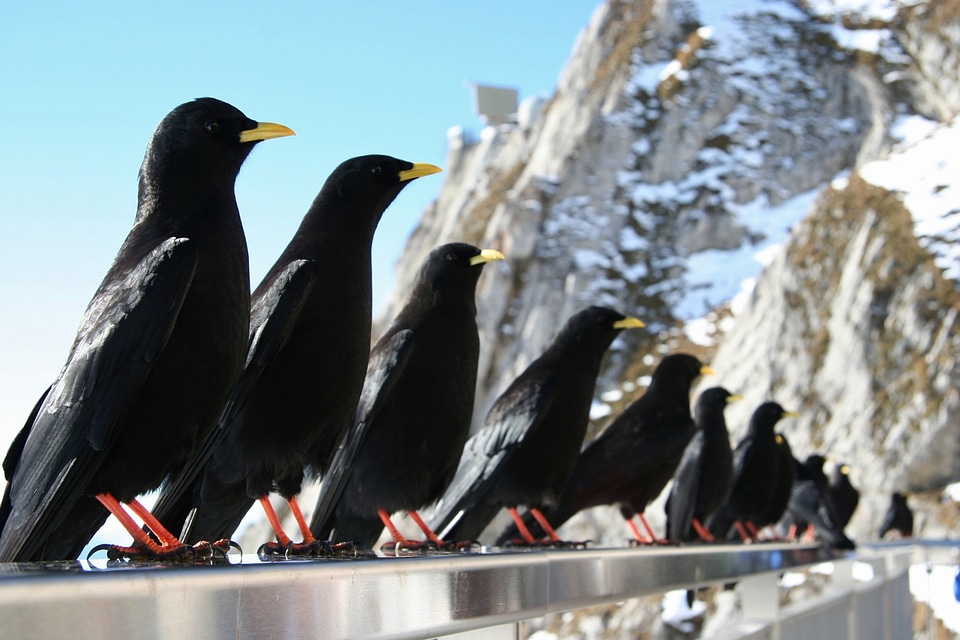 Nature government black