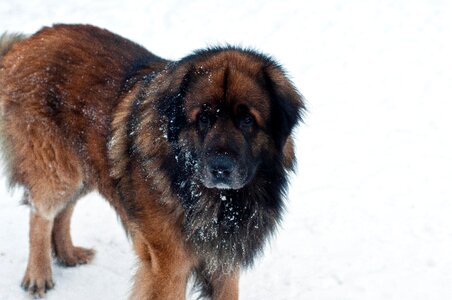 Free stock photo of animal, dog, leonberger