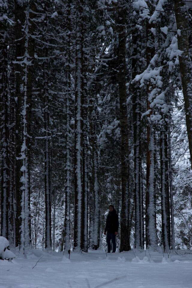 Free stock photo of snow, winter