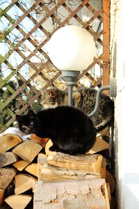 Free stock photo of cats, creepy eye, lamp
