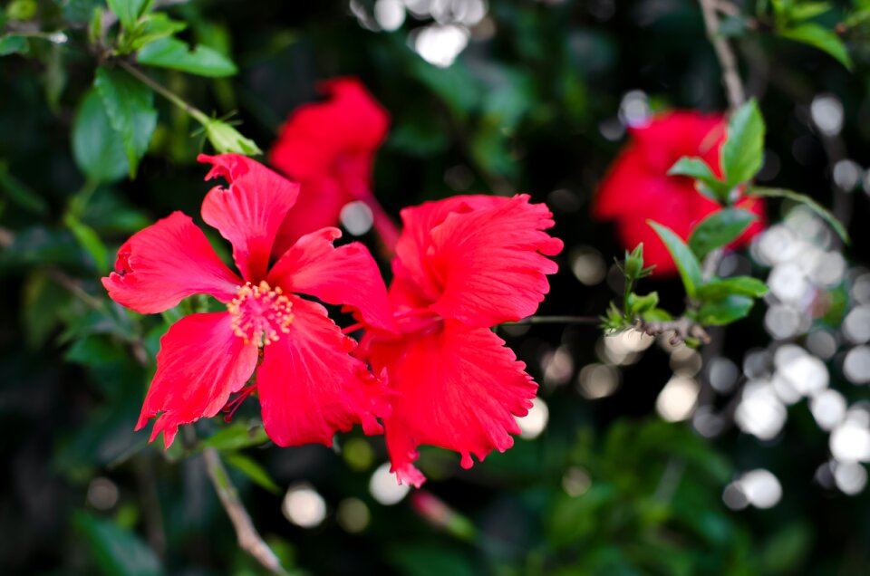 Free stock photo of flowers, green, red