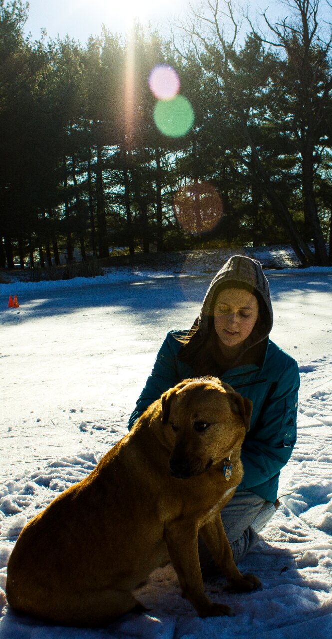 Free stock photo of canon, cold, dog