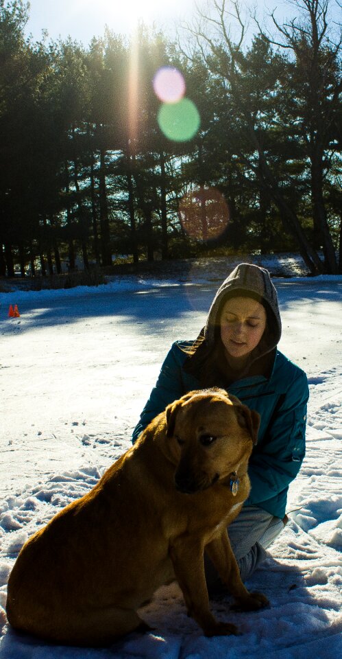 Free stock photo of canon, cold, dog