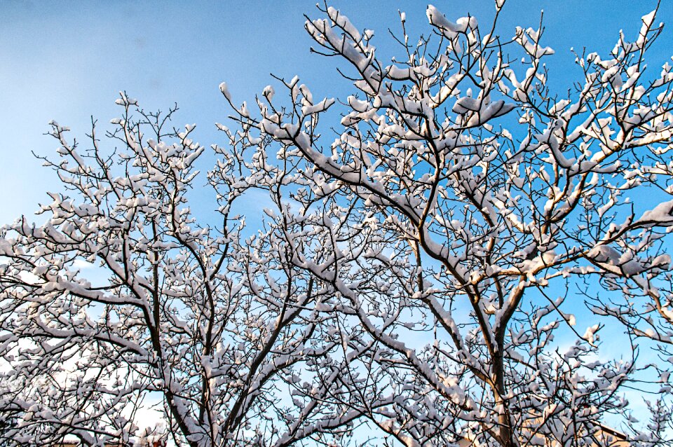 Free stock photo of branches, clouds, cold photo