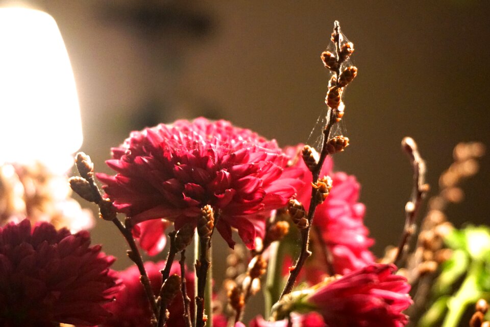 Free stock photo of flower, web