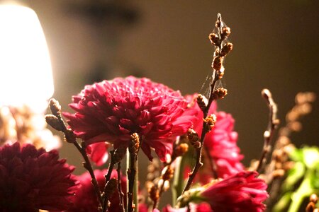 Free stock photo of flower, web