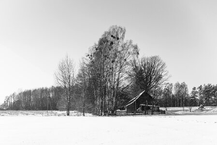 Free stock photo of sky, snow, trees photo