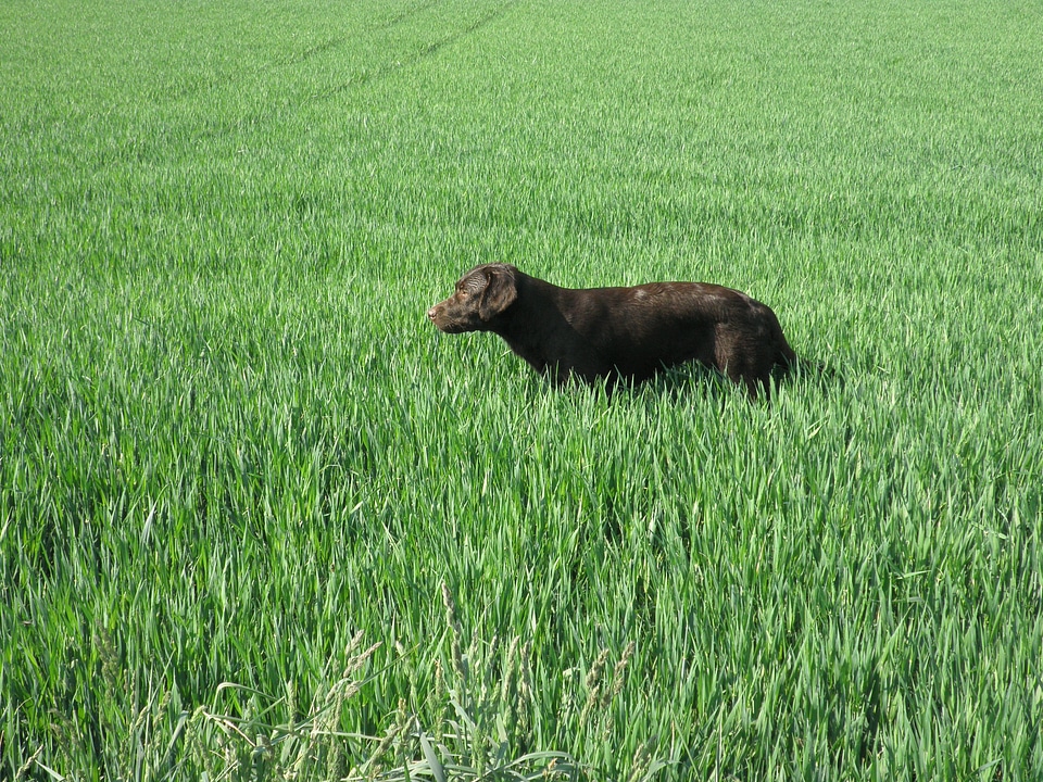 Labrador chocolate meadow