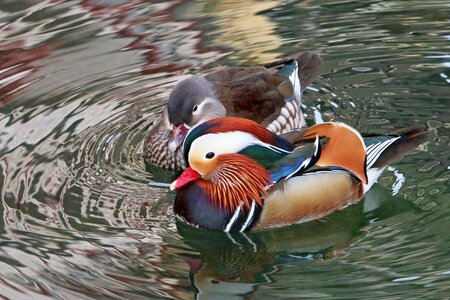 Free stock photo of ducks, mandarin, nature photo