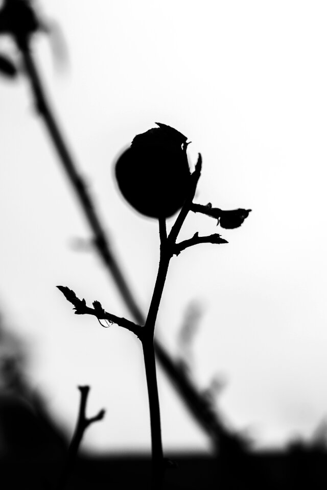 Free stock photo of black and-white, water