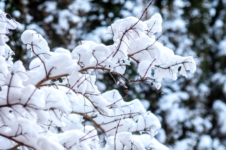 Free stock photo of cold, snow, winter