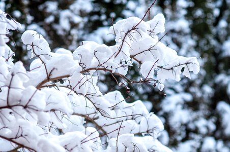 Free stock photo of cold, snow, winter