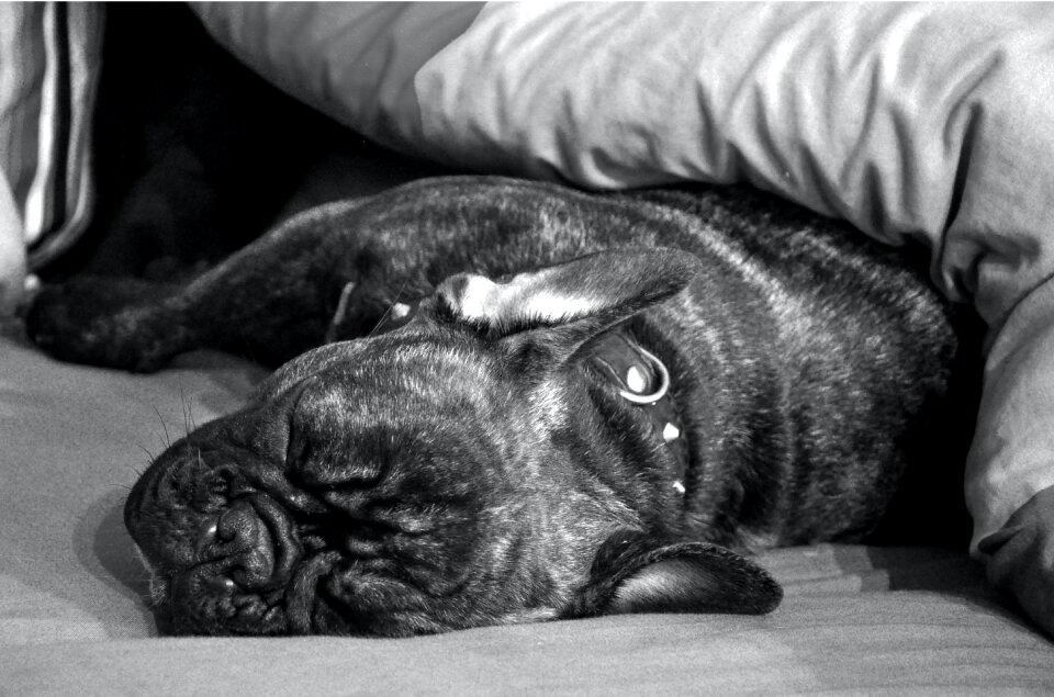 Free stock photo of bulldog, calm, dog